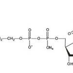 Citicoline Sodium