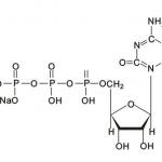 Cytidine Triphosphate Disodium