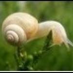 The snail extract