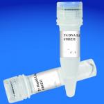 Tli (exo-) DNA polymerase