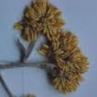 Achyrocline satureoides Achyrocline satureoides