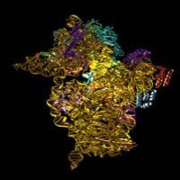 Actinobolin Actinobolin