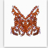 Albumin Albumin