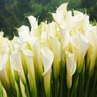 Alocasia Macrorrhiza Extract Alocasia Macrorrhiza Extract
