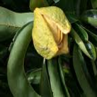 Annona muricata extract