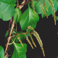 Anredera Cordifolia Extract Anredera Cordifolia Extract