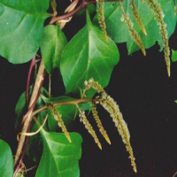 Anredera Cordifolia Extract