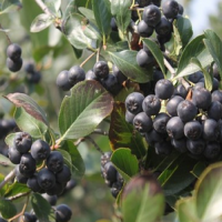 Aronia Melanocarpa Extract Aronia Melanocarpa Extract