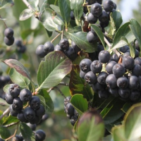 Aronia Melanocarpa Extract