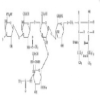 Asialoganglioside Asialoganglioside