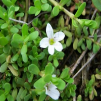 Bacopa Monnieri Extract