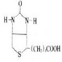 Biotin Biotin