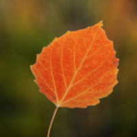 Birch Leaf Extract