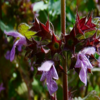 Black Horehound Extract