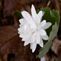 Bloodroot