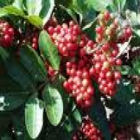 Brazilian Peppertree