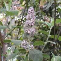 Buddleja officinalis extract Buddleja officinalis extract