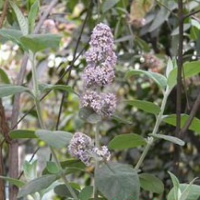 Buddleja officinalis extract