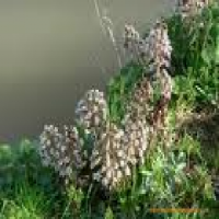 Butterbur Extract