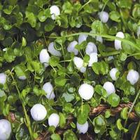 Camphor Camphor