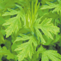 Capillary Wormwood Herb Extract
