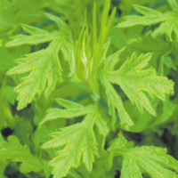 Capillary Wormwood Herb Extract Capillary Wormwood Herb Extract