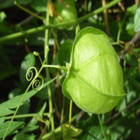 Cardiospermum halicacabum flower extract