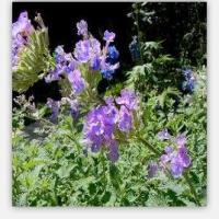 Chenopodium Oil Chenopodium Oil