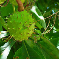Chestnuts extract Chestnuts extract