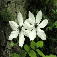Chinese clematis root and rhizome extract Chinese clematis root and rhizome extract