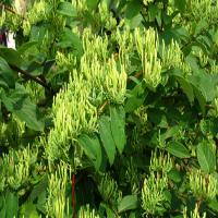 Chlorogenic acid Chlorogenic acid