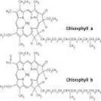 Chlorophyll