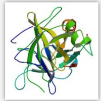 Chymotrypsin Chymotrypsin