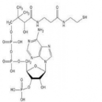 Coenzyme A Coenzyme A