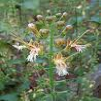 Collinsonia canadensis Collinsonia canadensis