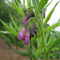 Comfrey Extract