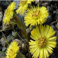 Common Coltsfoot Flower Extract Common Coltsfoot Flower Extract