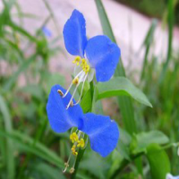 Common Dayflower Herb P.E.