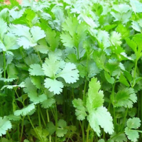 Coriander P.E. Coriander P.E.