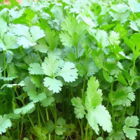 Coriander P.E.