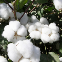 Cottonseed Extract Cottonseed Extract