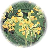 Cowslip