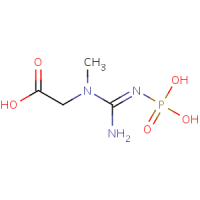 Creatine Phosphate Creatine Phosphate