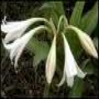 Crinum latifolium (Leaves) Extract