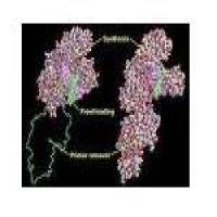 DNA polymerase