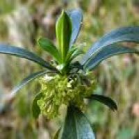 Daphne Indica Daphne Indica