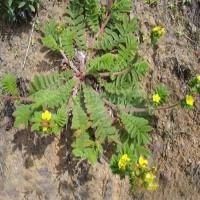 Discolor Cinquefoil Herb Extract