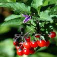 Dulcamara Dulcamara