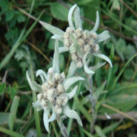 Edelweiss Extract Edelweiss Extract
