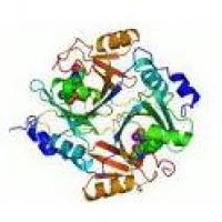 Enzyme